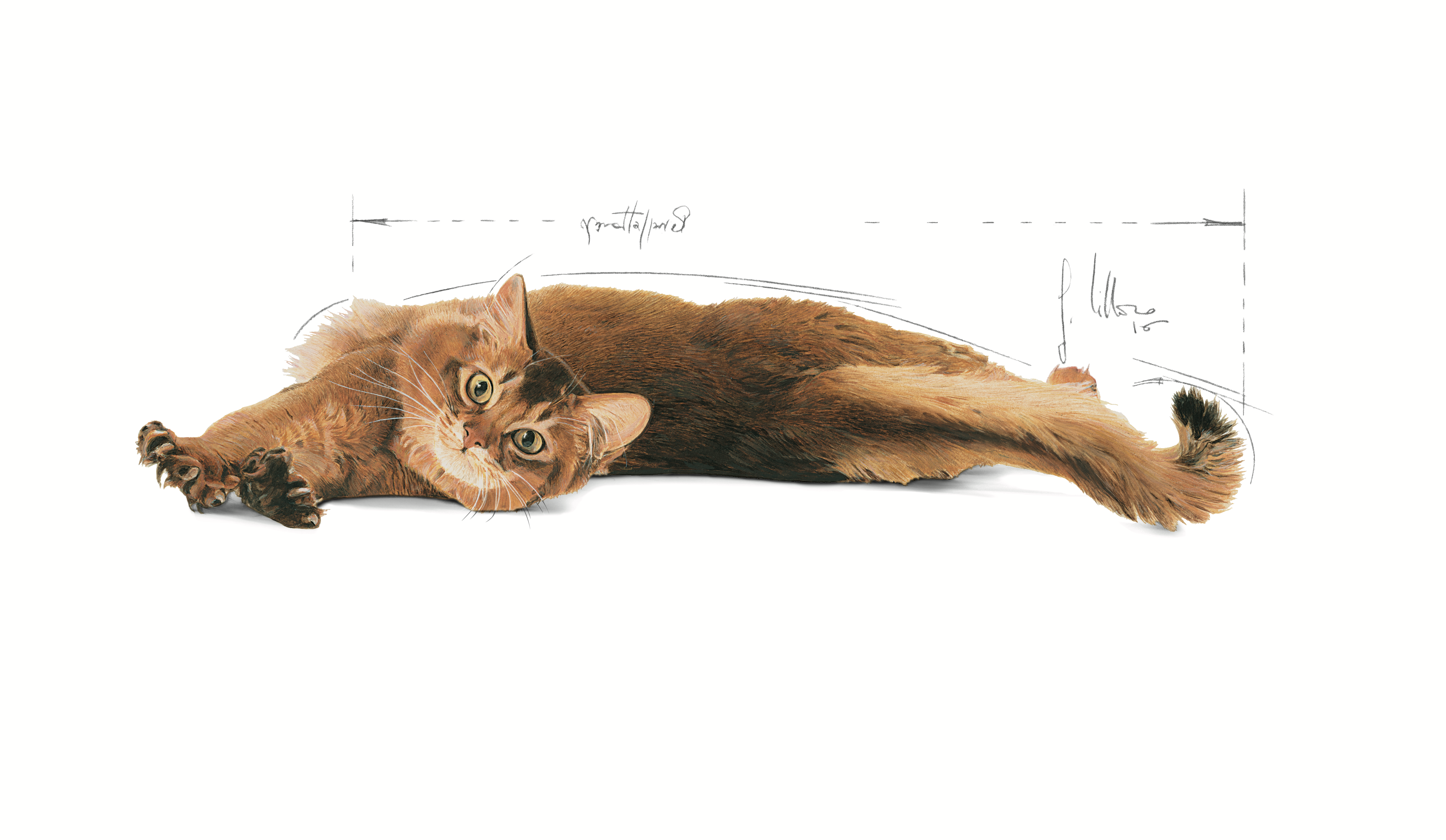 Royal Canin Light Weight Care