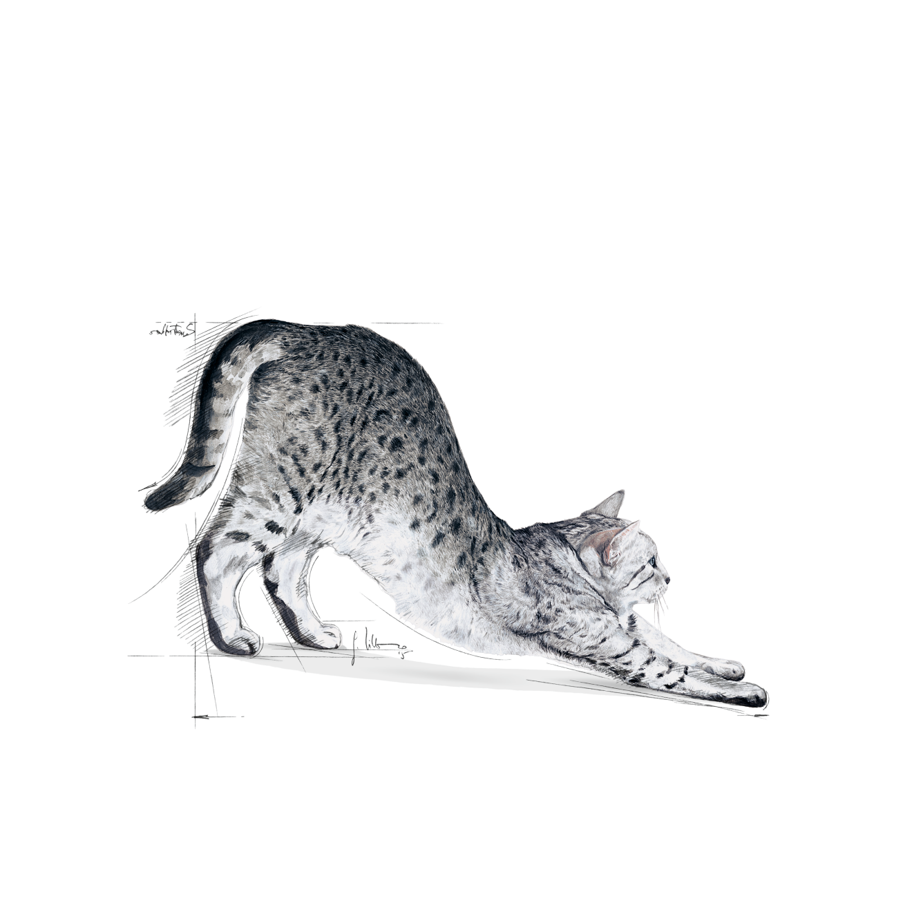 Royal Canin Indoor