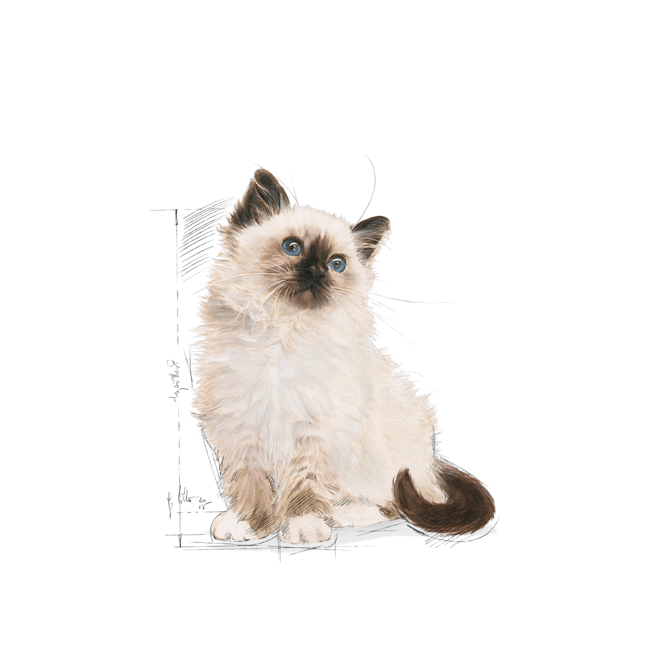 Royal Canin Kitten