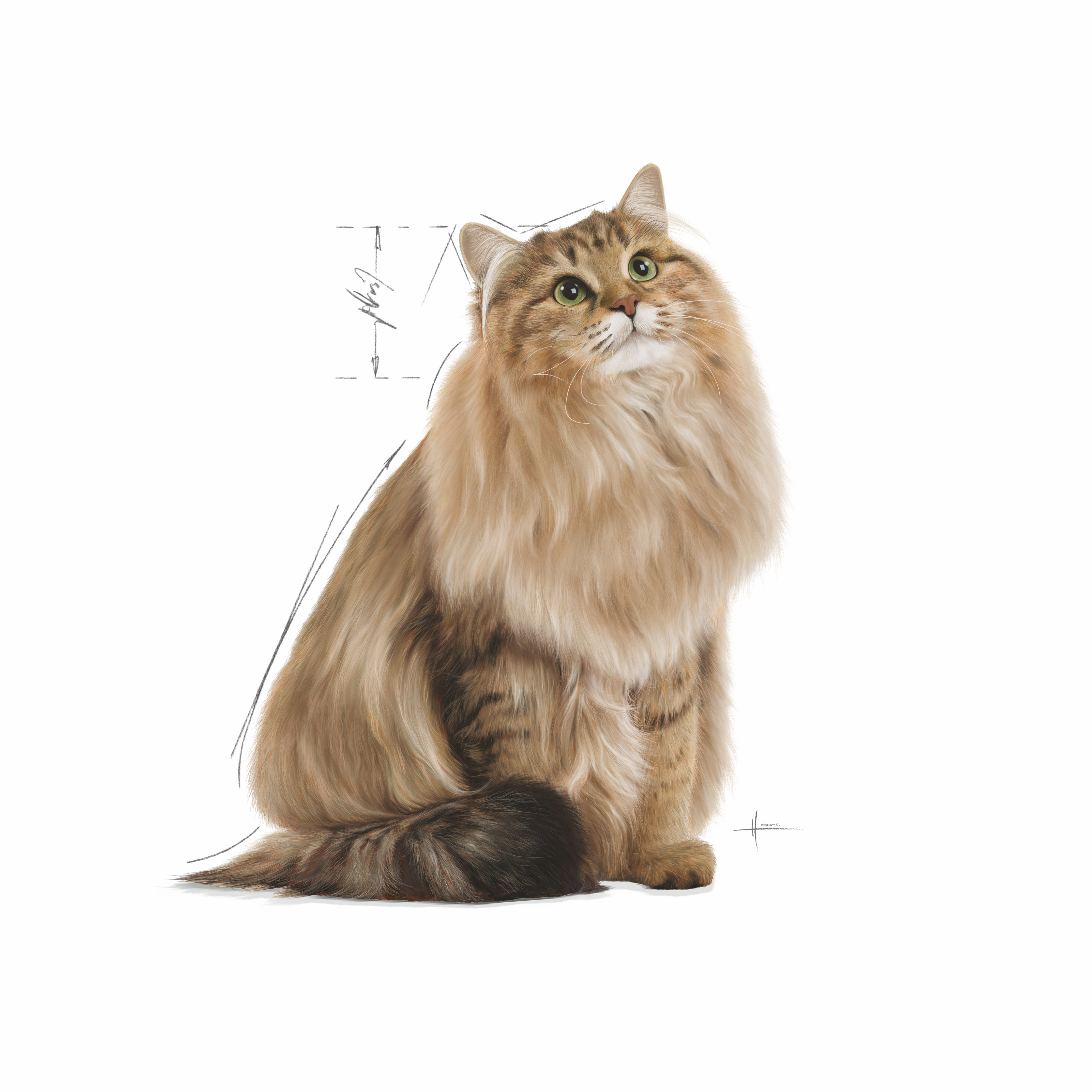 Royal Canin Urinary Care (Sauce) 12 x 85g