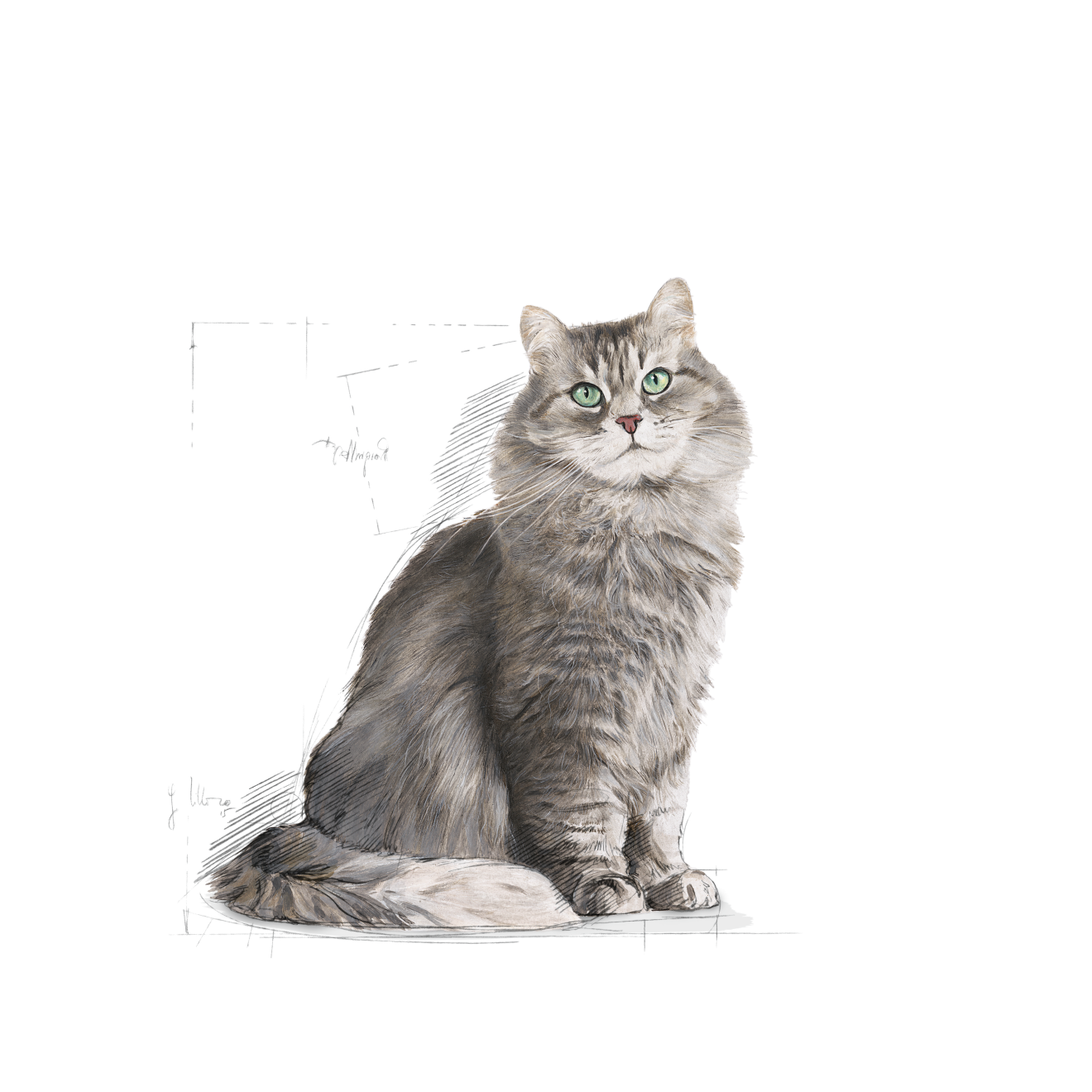 Royal Canin Sensible