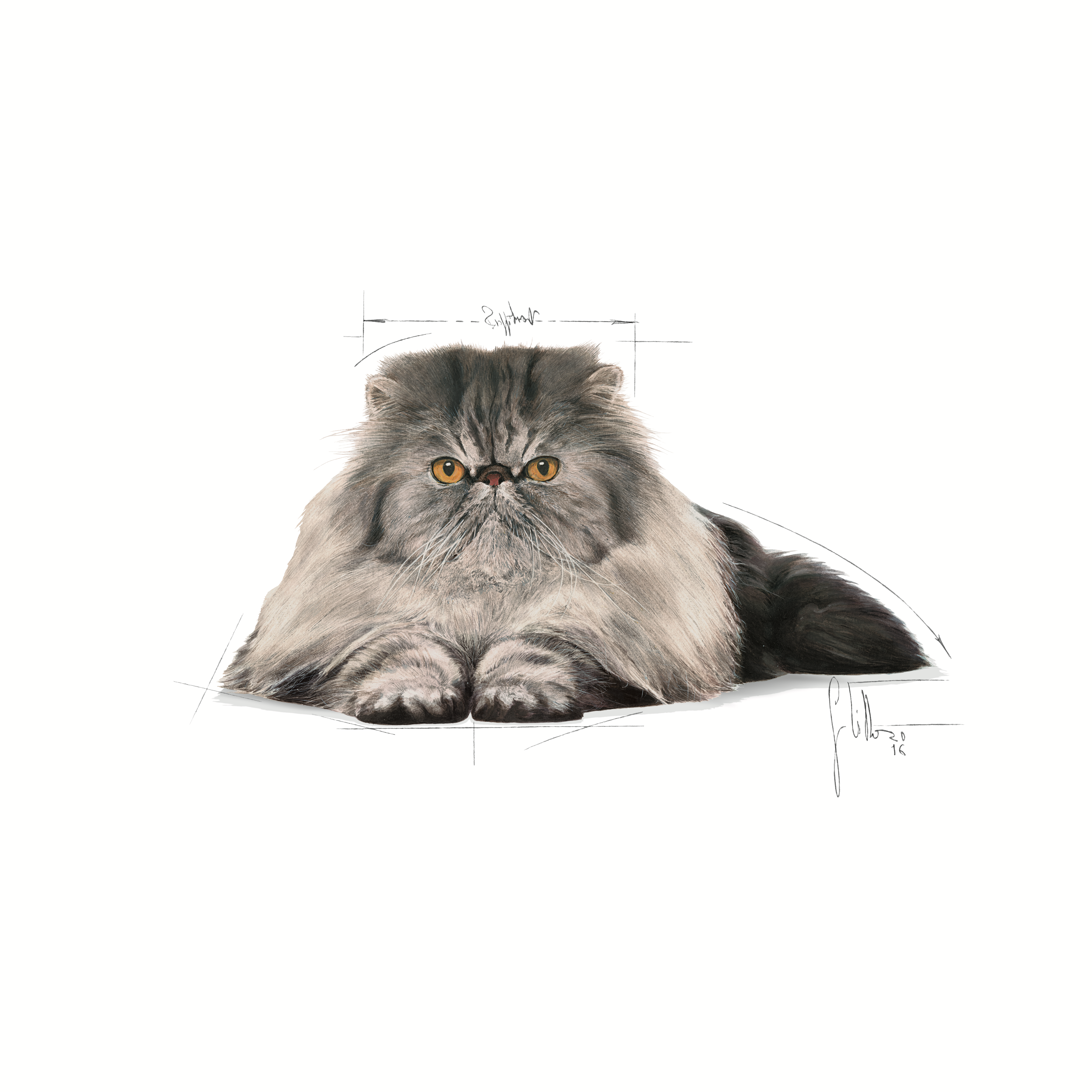 Royal Canin Persian
