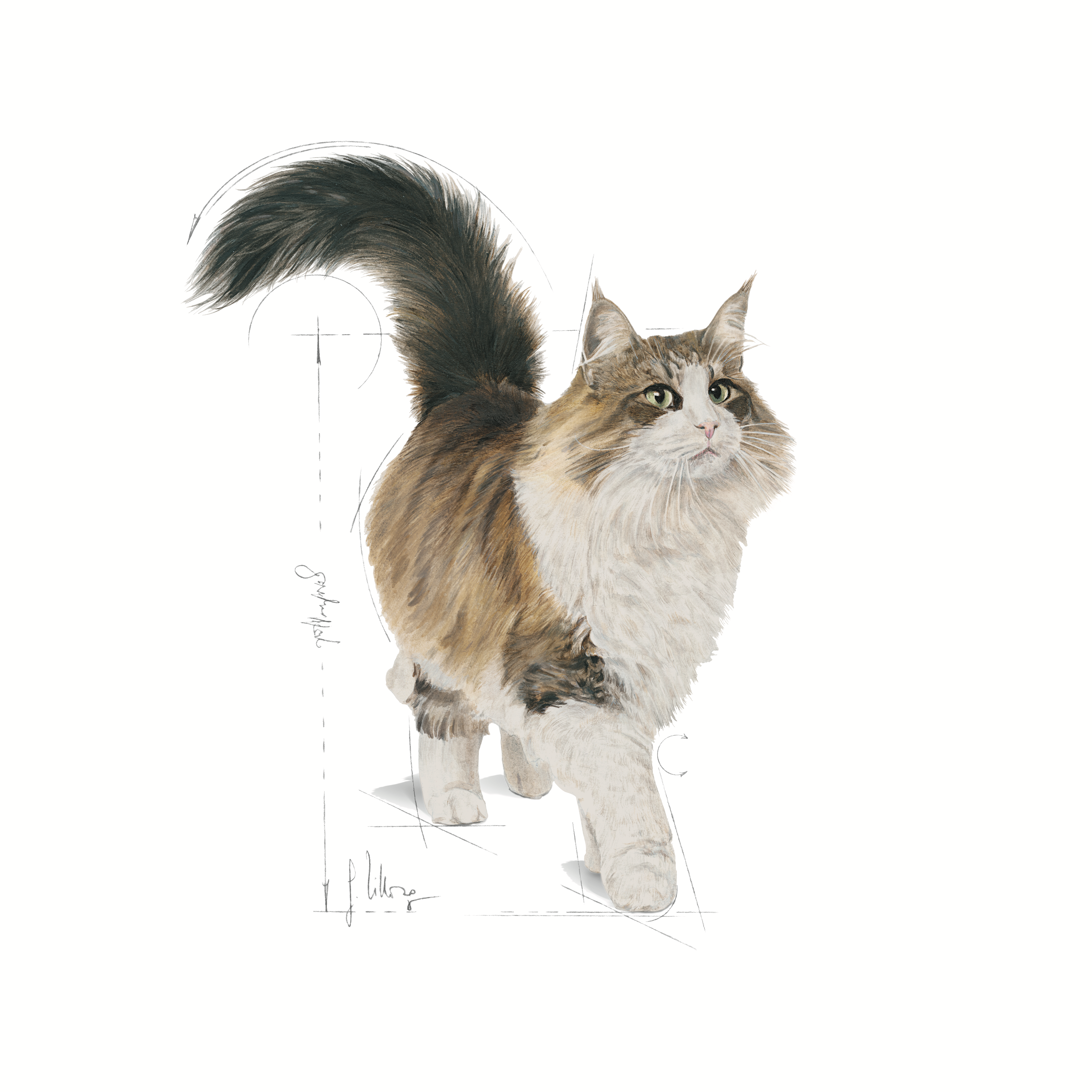 Royal Canin Instinctive (Sauce) 12 x 85 g
