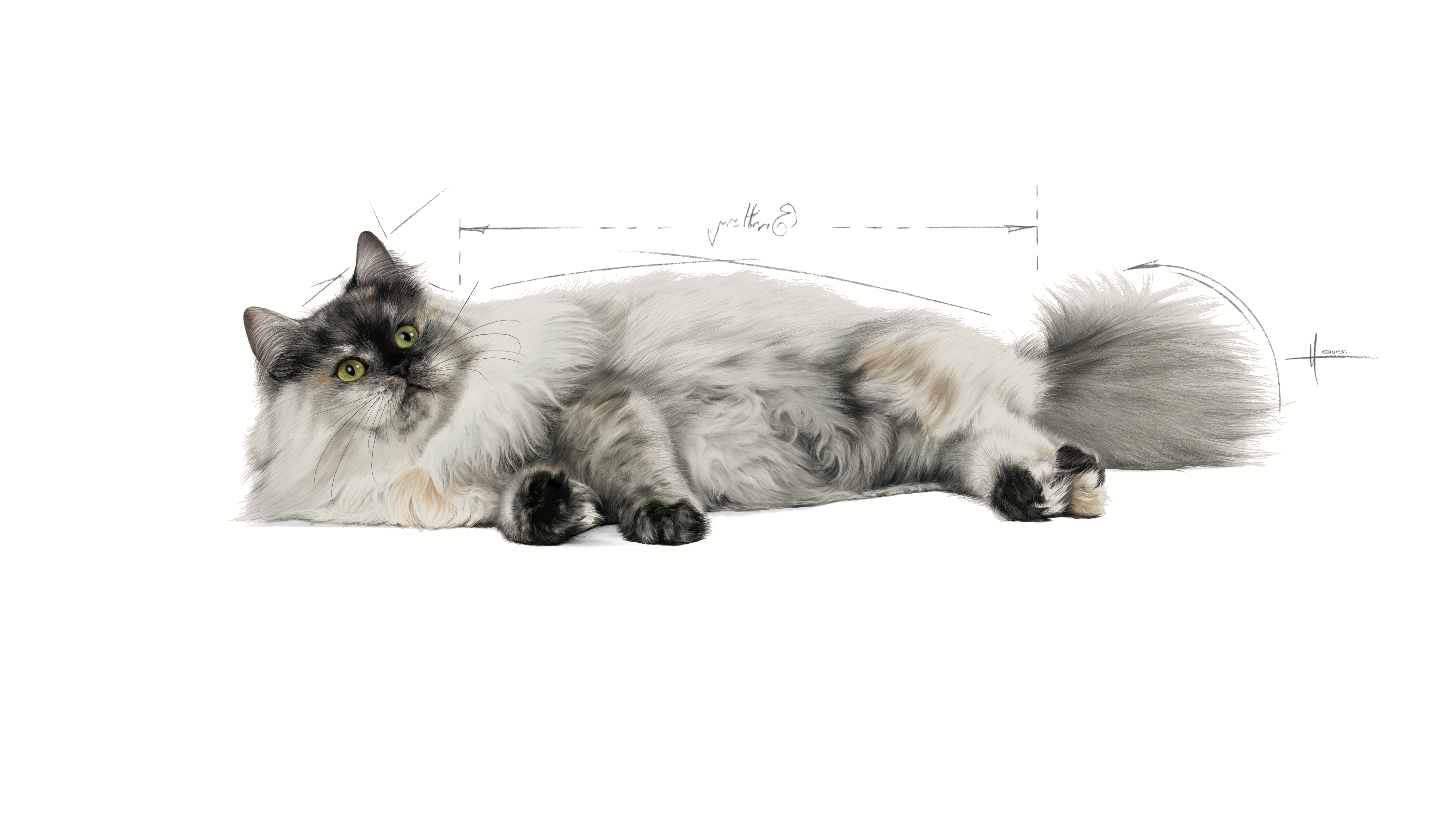 Royal Canin Hair & Skin Care