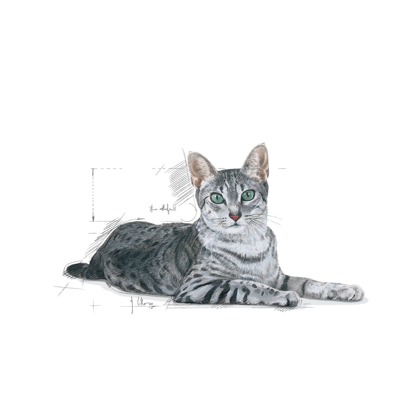 Royal Canin Indoor 7+