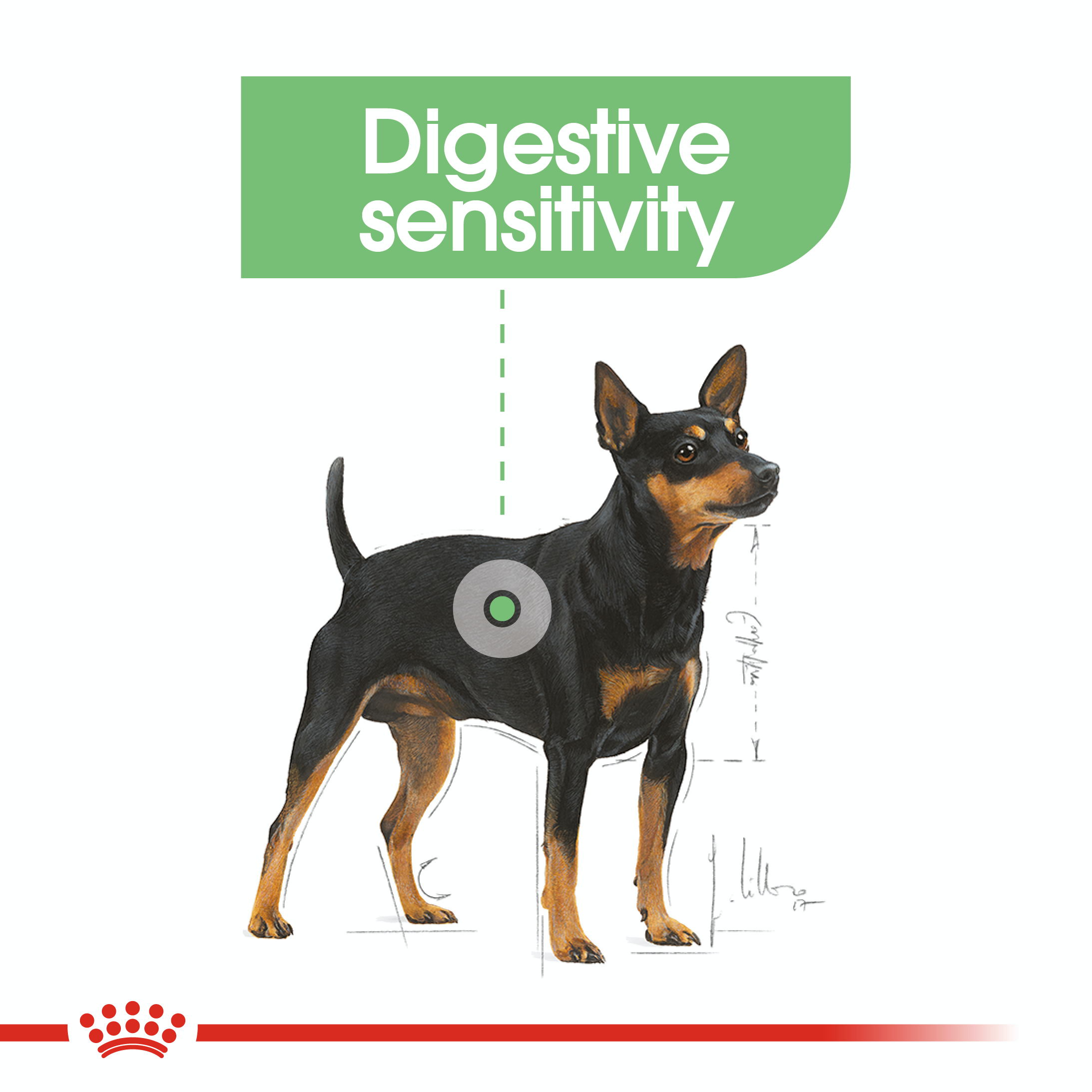 Royal Canin Digestive Care 12 x 85g