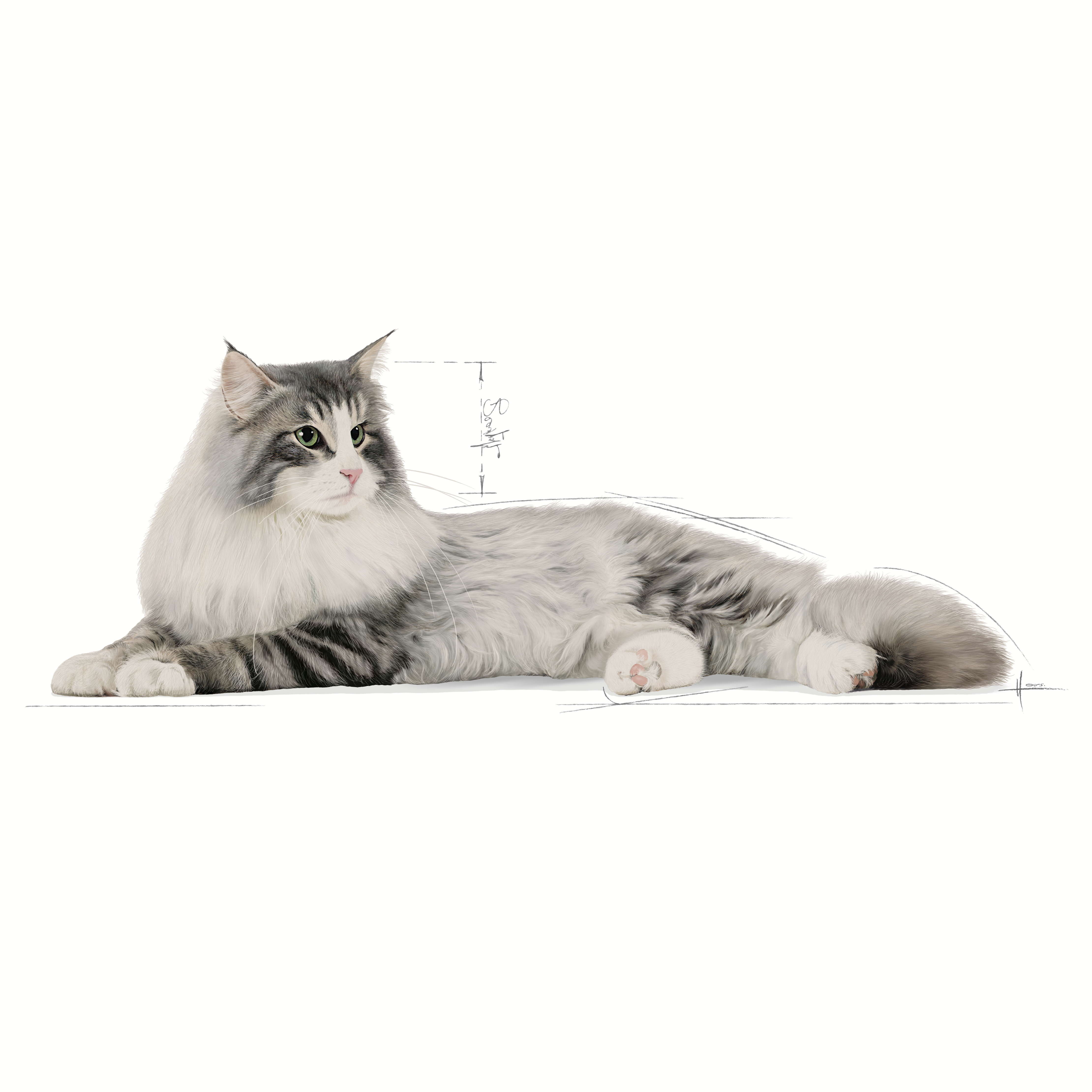 Royal Canin Norwegian