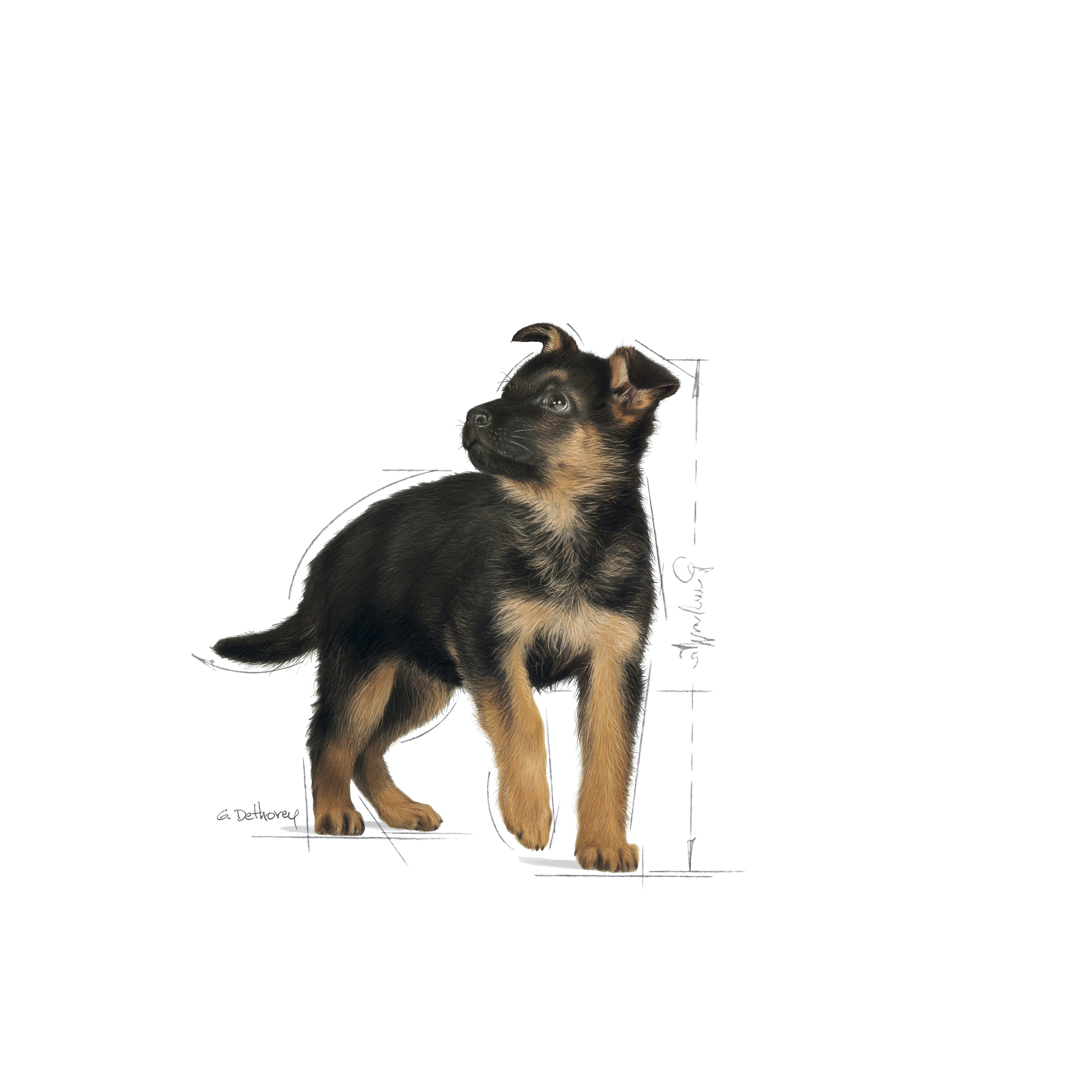 Royal Canin Maxi Puppy