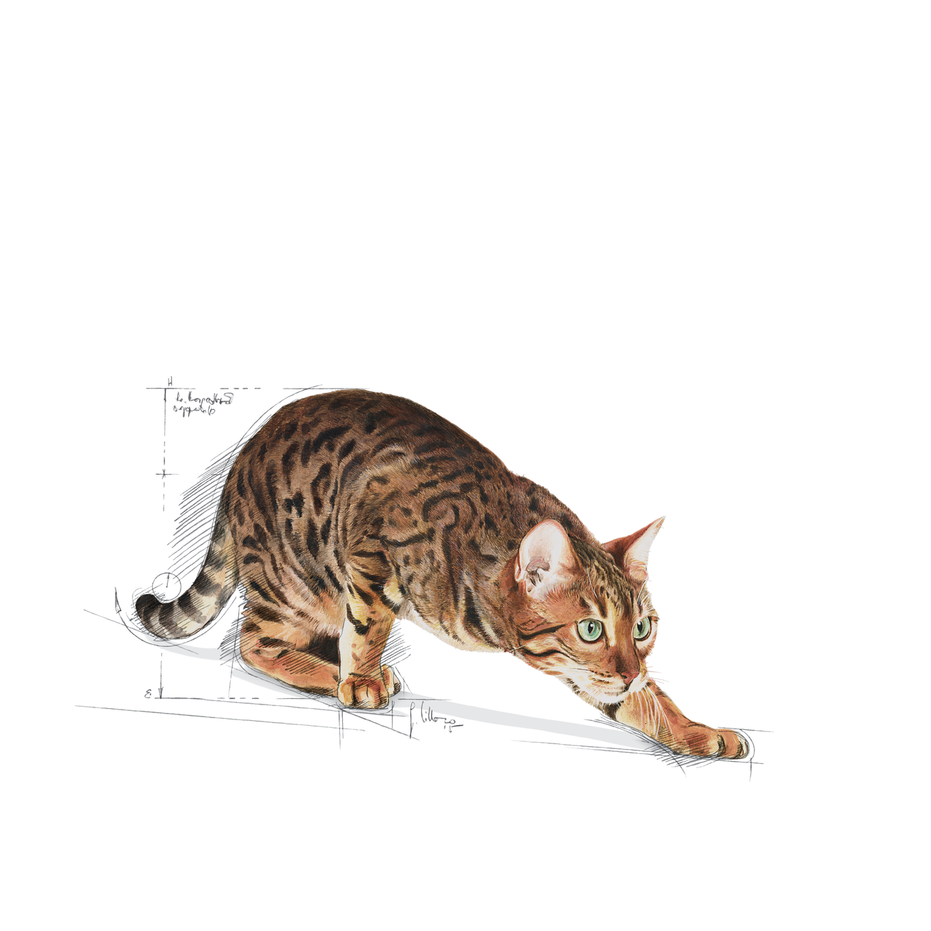 Royal Canin Outdoor
