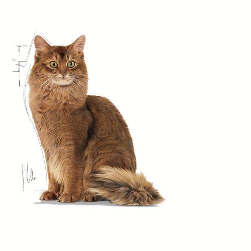 Royal Canin Light Weight Care (sauce) 12 x 85 g-