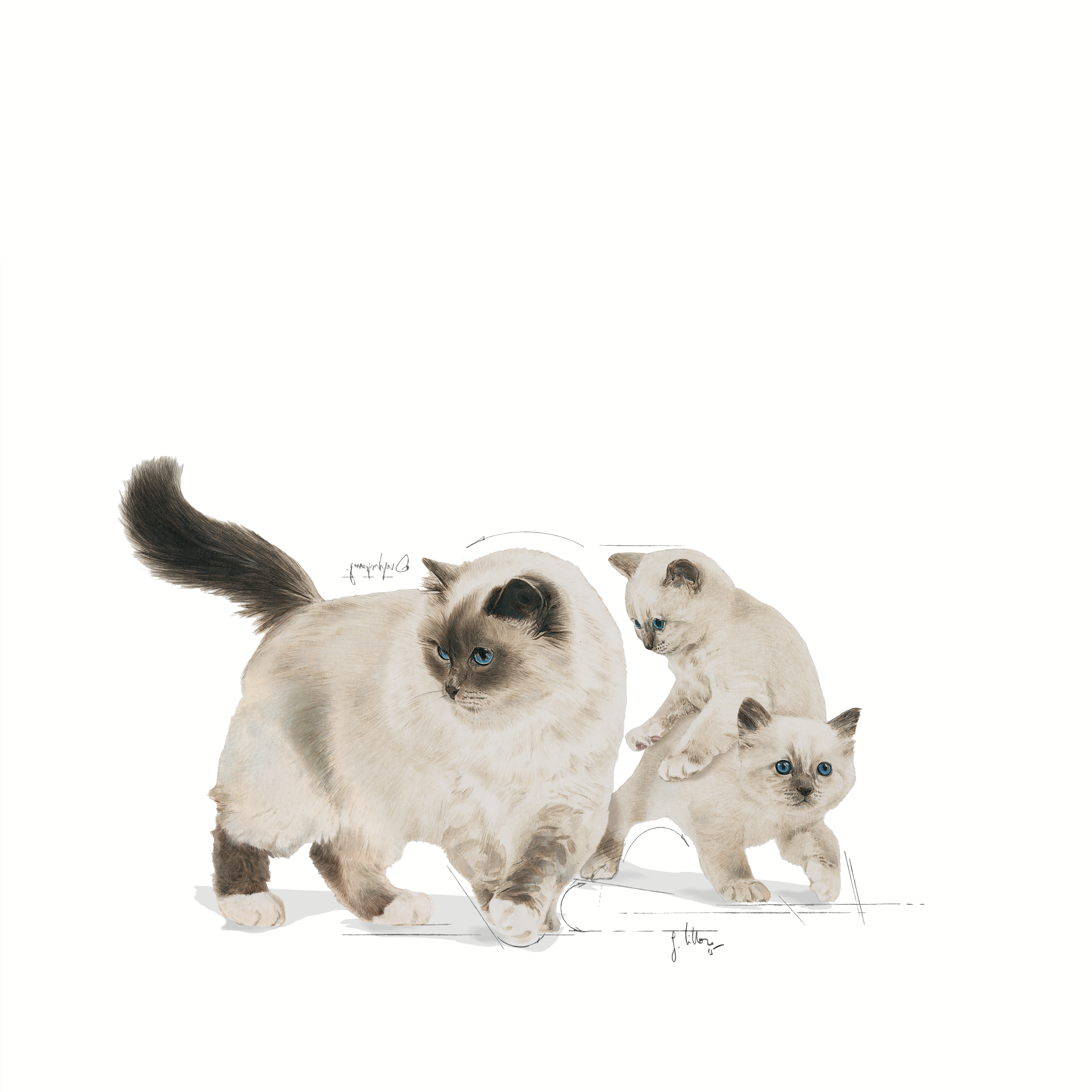 Royal Canin Mother & Babycat (Mousse) 12 x 195 g