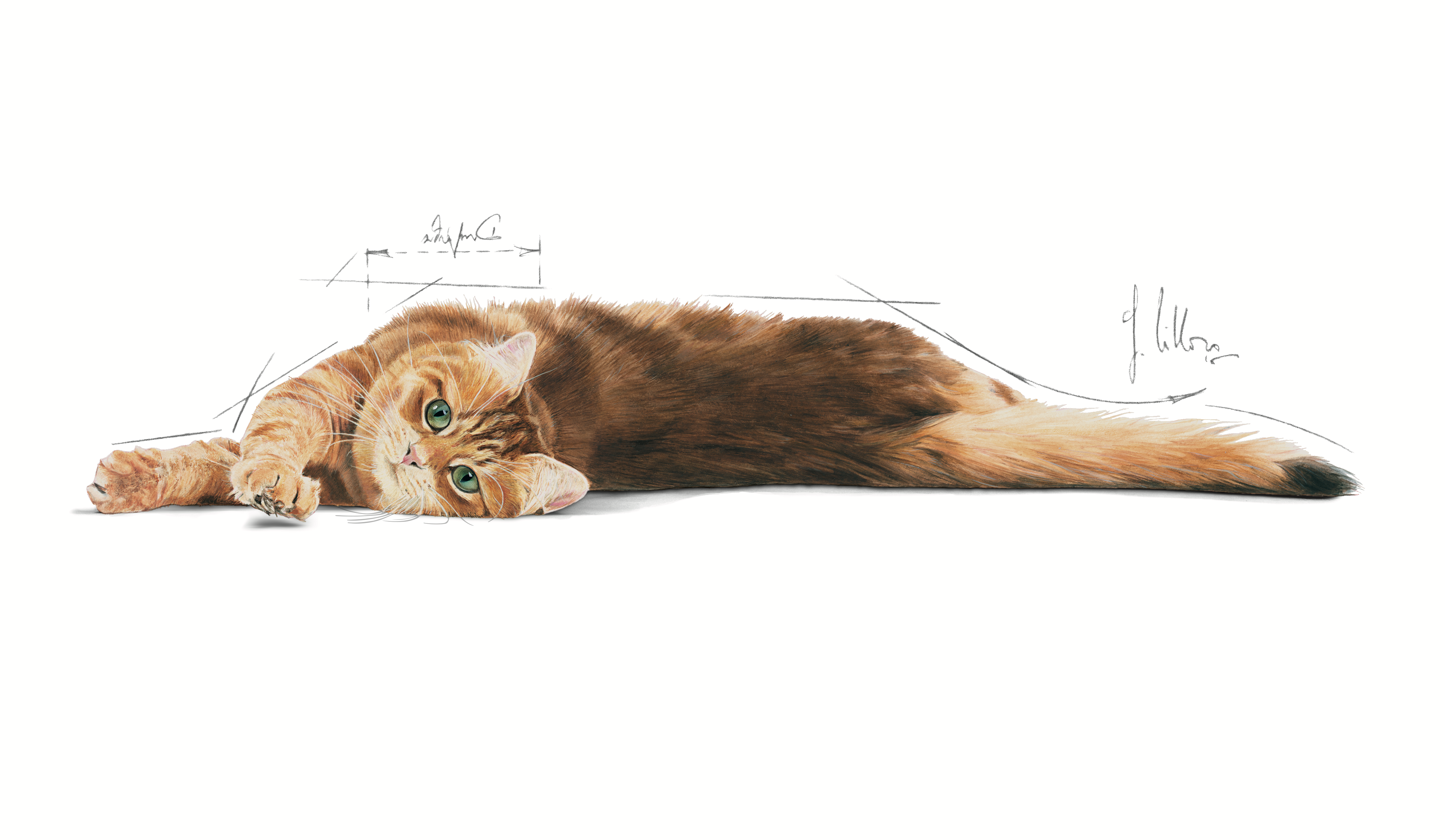 Royal Canin Digestive Care
