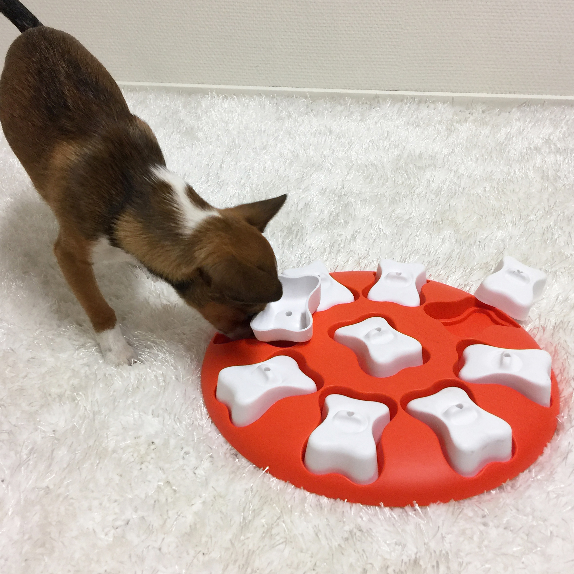 DOG SMART