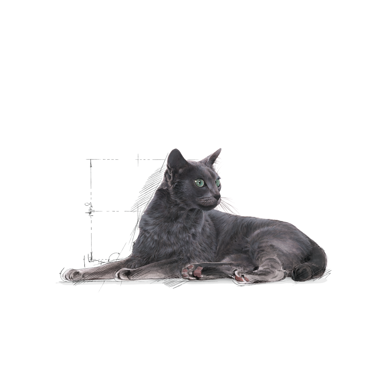 Royal Canin Sterilised 7+